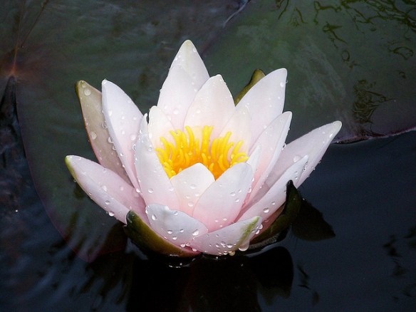 2727202357_15404410d1_z